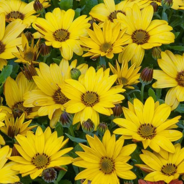 ENOLETNICA KAPSKI MESEČEK (OSTEOSPERMUM) L12CM