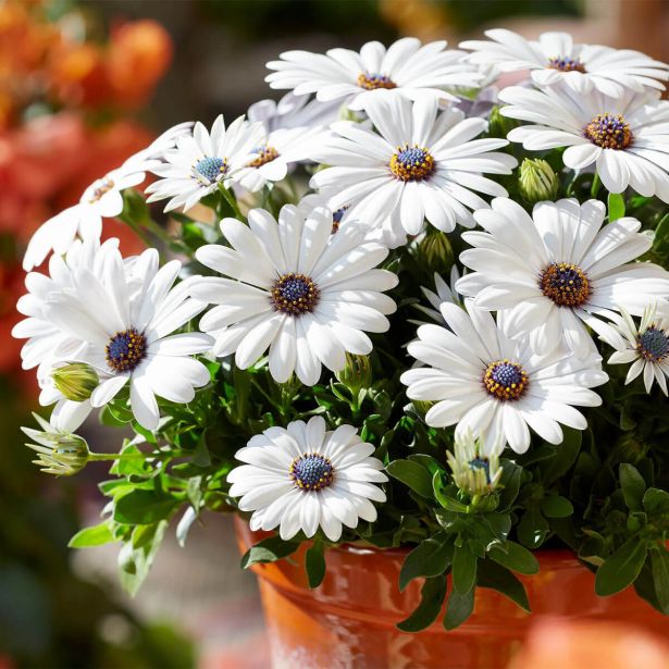 ENOLETNICA KAPSKI MESEČEK (OSTEOSPERMUM) L12CM