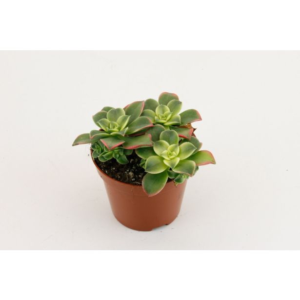 SUKULENT EONIJ L 8.5