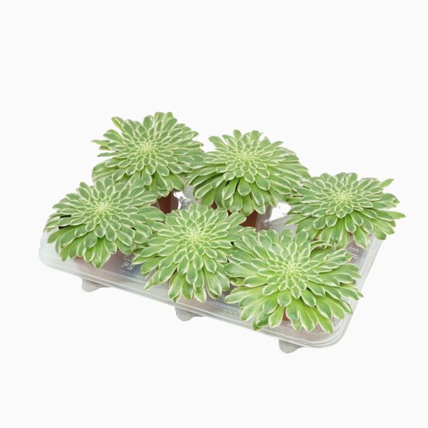 SUKULENT EONIJ TABULIFORME L10.5