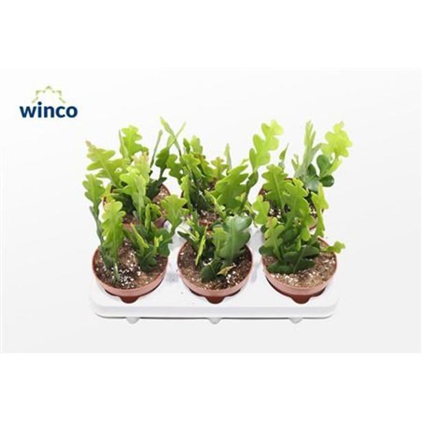 SOBNA ZELENA RASTLINA EPIFIL RIBJA KOST L9