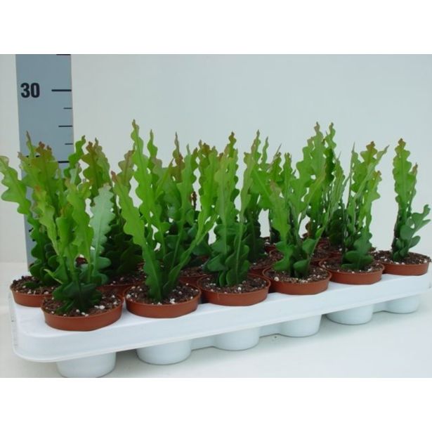 SOBNA ZELENA RASTLINA EPIFIL RIBJA KOST L9