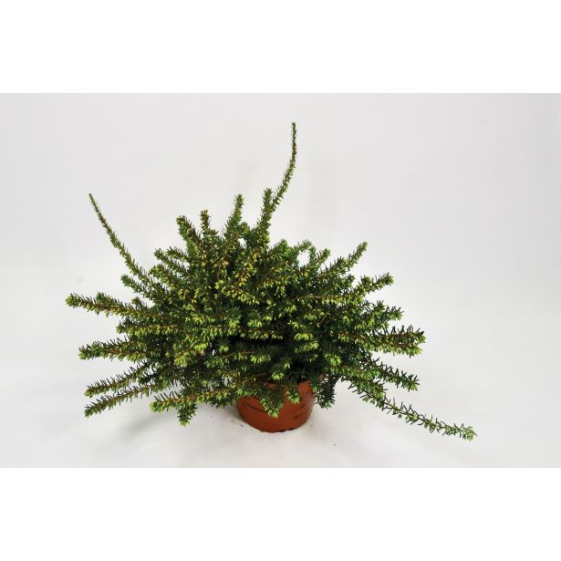 RESA ERICA DARLEYENSIS MIX L12