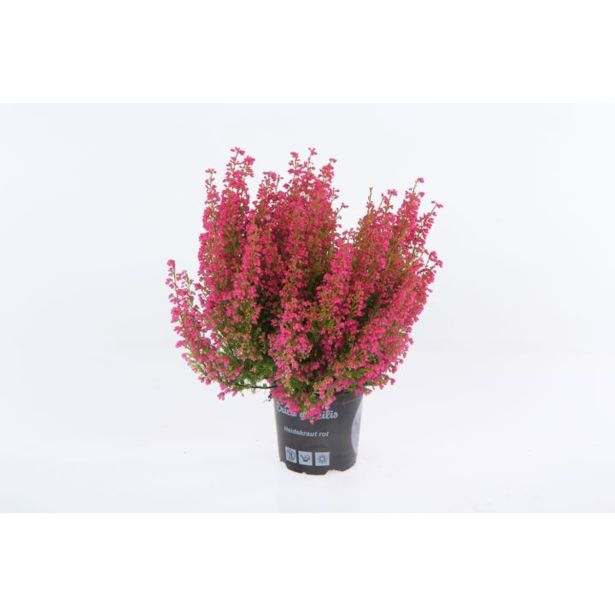 JESENSKA VRESA ERICA GRACILIS L11