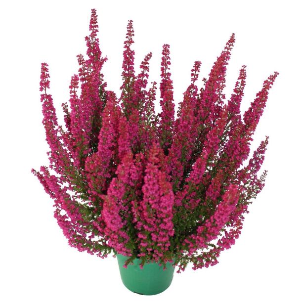 JESENSKA VRESA ERICA GRACILIS L11