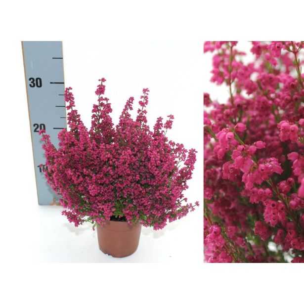 JESENSKA VRESA ERICA GRACILIS L11