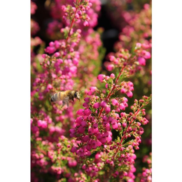 JESENSKA VRESA ERICA GRACILIS L11