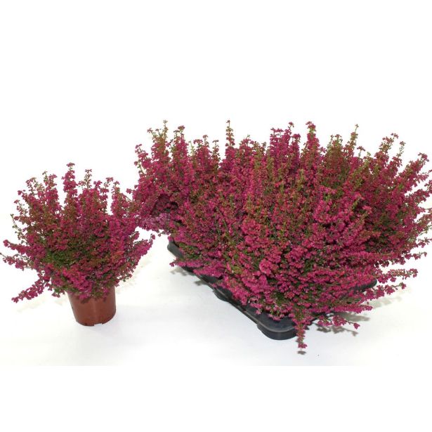 JESENSKA VRESA ERICA GRACILIS L11