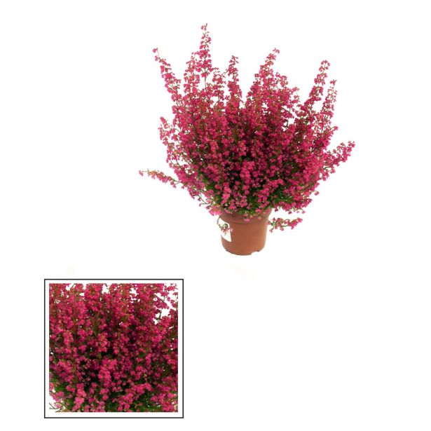 JESENSKA VRESA ERICA GRACILIS L11