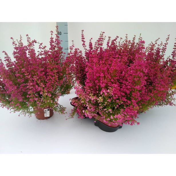 JESENSKA VRESA ERICA GRACILIS L11