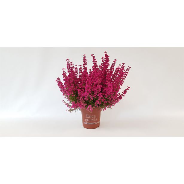 JESENSKA VRESA ERICA GRACILIS L11