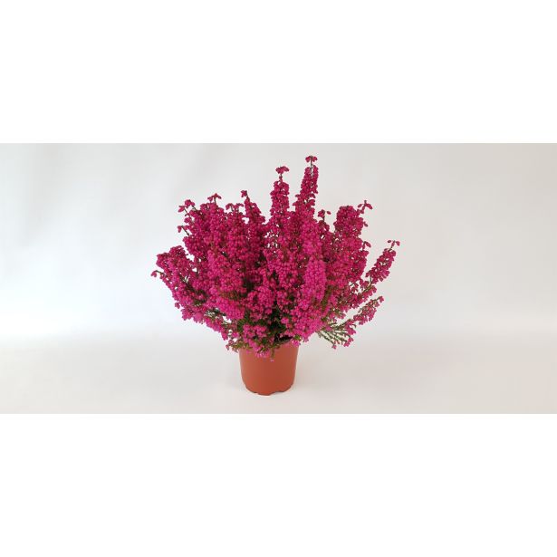 JESENSKA VRESA ERICA GRACILIS L11