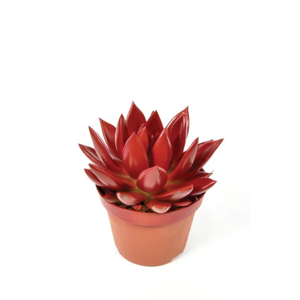 EŠEVERIJA BARVANA RDEČA L11