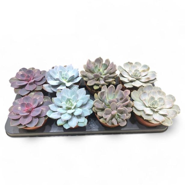 EŠEVERIJA LOVE MIX L12 CM 1