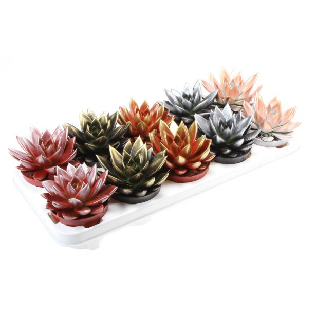 EŠEVERIJA MIX L10.5