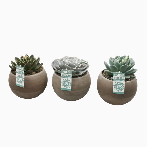 EŠEVERIJA MIX V OKR. LONCU L17