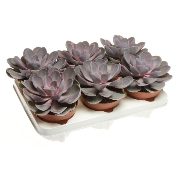 EŠEVERIJA PERLE VON NURNBERG L12