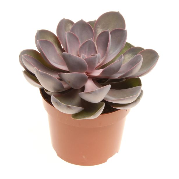 EŠEVERIJA PERLE VON NURNBERG L12