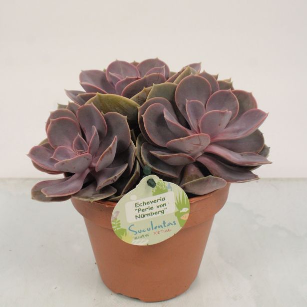 EŠEVERIJA PERLE VON NURNBERG L14