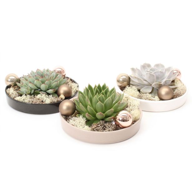 EŠEVERIJA PRAZNIČNA BREZ KORENIN L20 CM