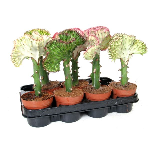 SUKULENT EUFORBIJA CRISTATA L10.5