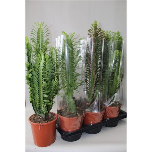 SUKULENT EUFORBIJA MIX L17