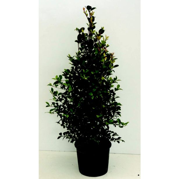 MEDITERANSKE RASTLINE EVGENIJA L18