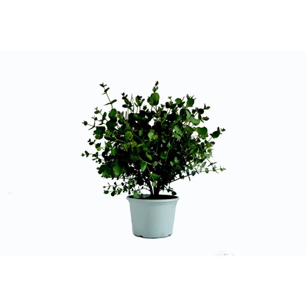 EVKALIPTUS EVKALIPTUS L17