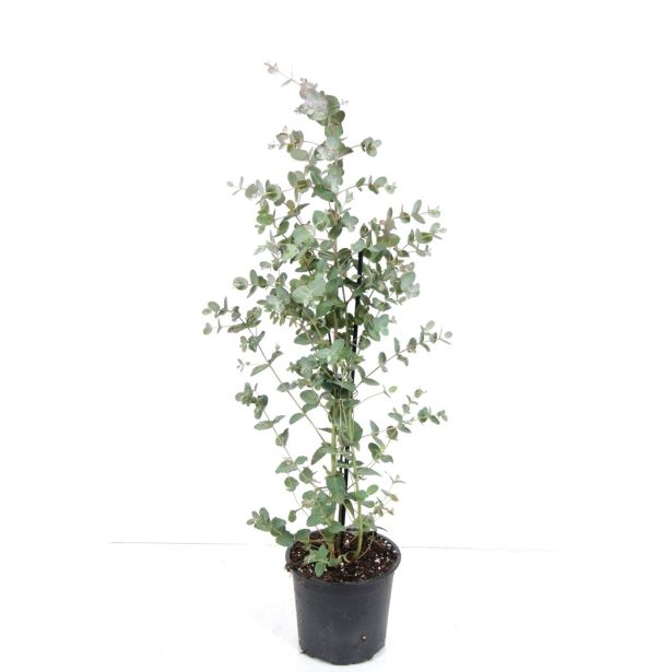 EVKALIPTUS SILVERANA L20 V200