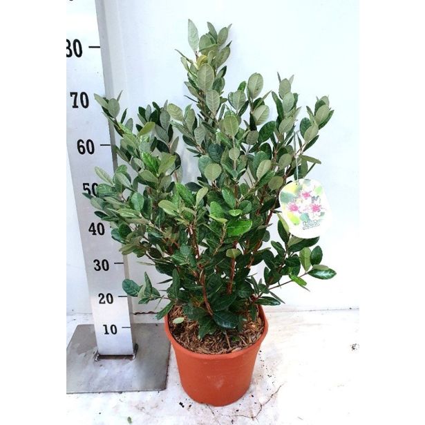 GRMOVNICA OKRASNA V LIST. FEIJOA