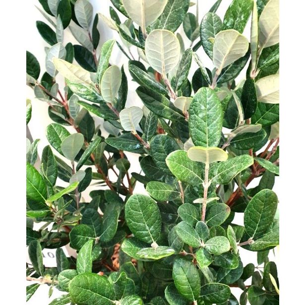 GRMOVNICA OKRASNA V LIST. FEIJOA