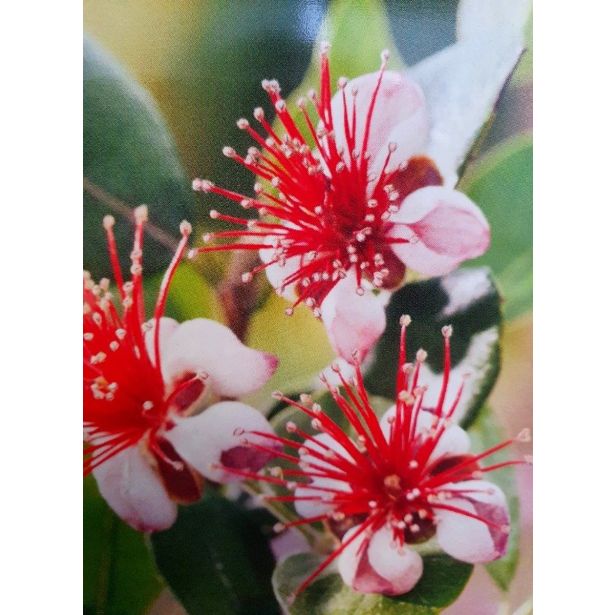 GRMOVNICA OKRASNA V LIST. FEIJOA