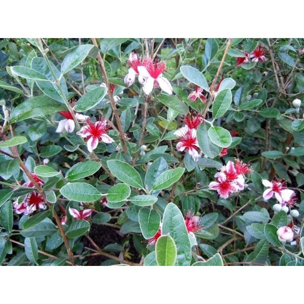 GRMOVNICA OKRASNA V LIST. FEIJOA