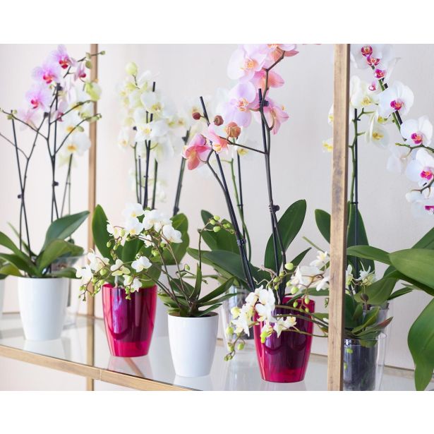 PE NOTRANJI LONEC FIJI ORHIDEJA BEL 12.5CM