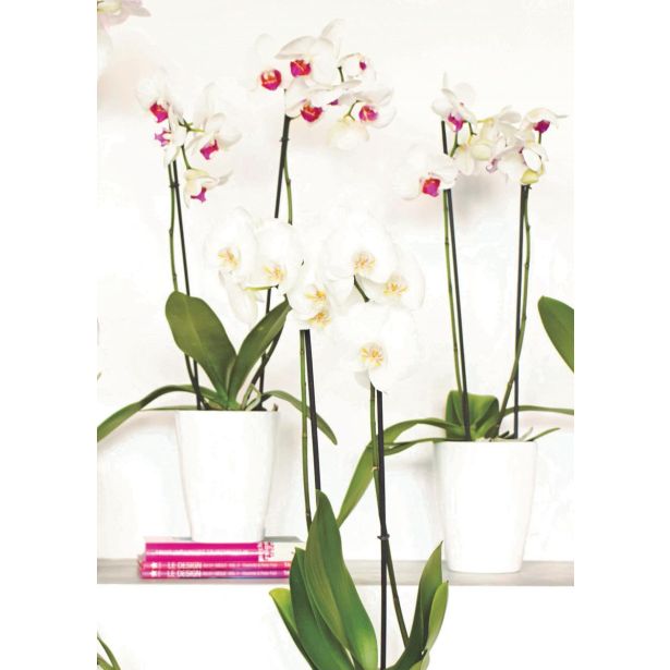 PE NOTRANJI LONEC FIJI ORHIDEJA BEL 12.5CM