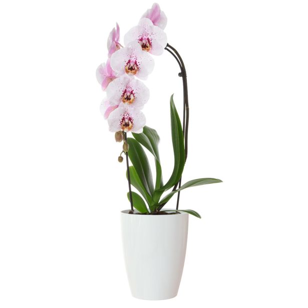 PE NOTRANJI LONEC FIJI ORHIDEJA BEL 15CM