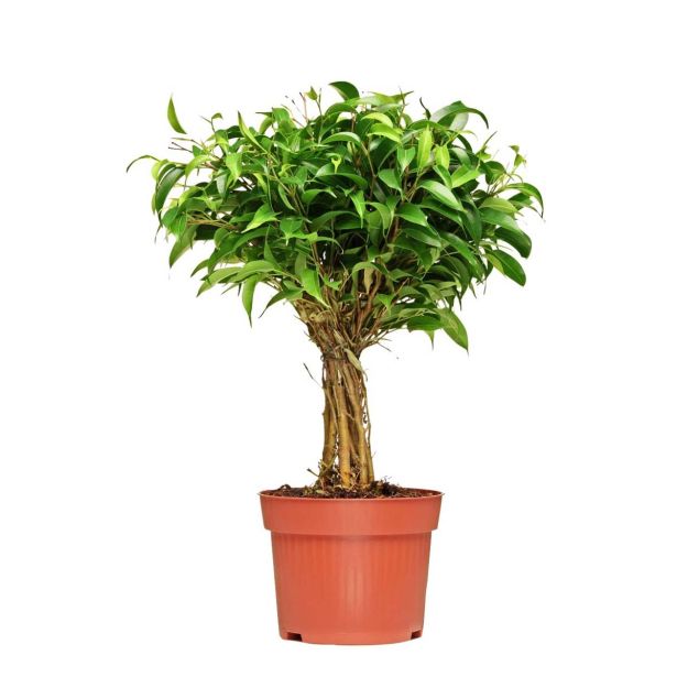 FIKUS DANIELLE L19 VIŠ 65 CM