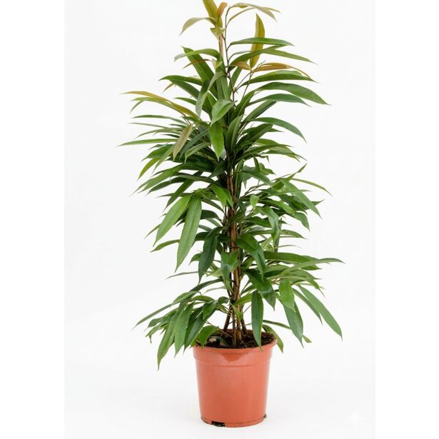 FIKUS AMSTEL KING L21 CM