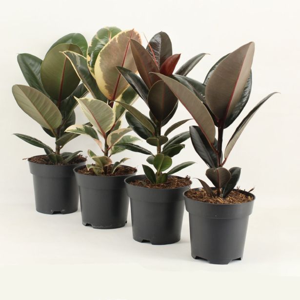 FIKUS ELASTICA (GUMOVEC) L14 CM