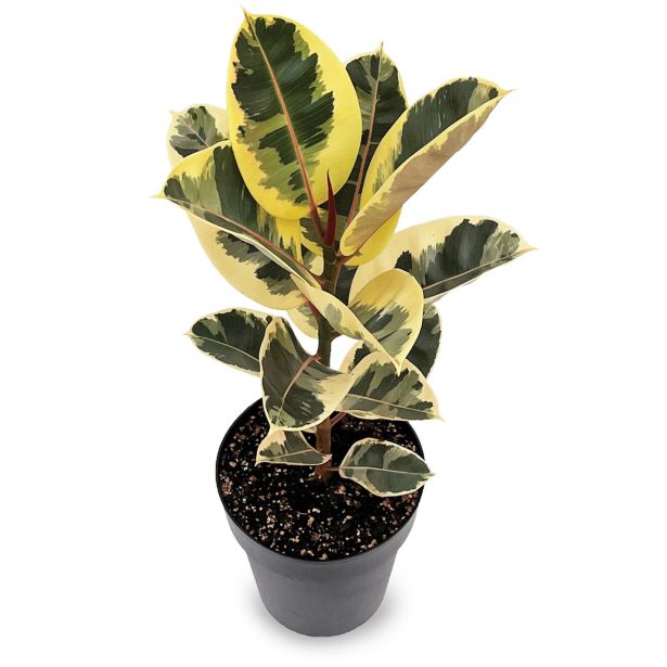 FIKUS ELASTICA (GUMOVEC) L17 CM