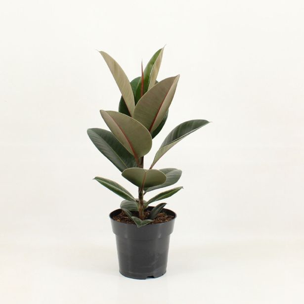 FIKUS ELASTICA (GUMOVEC) L17 CM