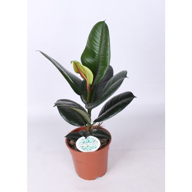 FIKUS ELASTICA MIX L17