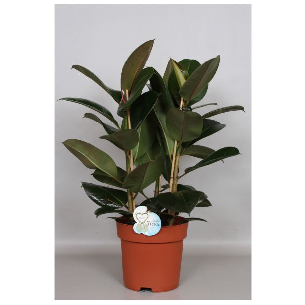 FIKUS ELASTICA MIX L24