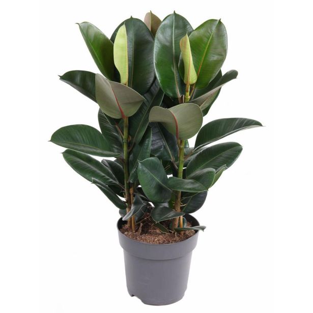 FIKUS ELASTICA ROBUSTA 3PP L27 CM