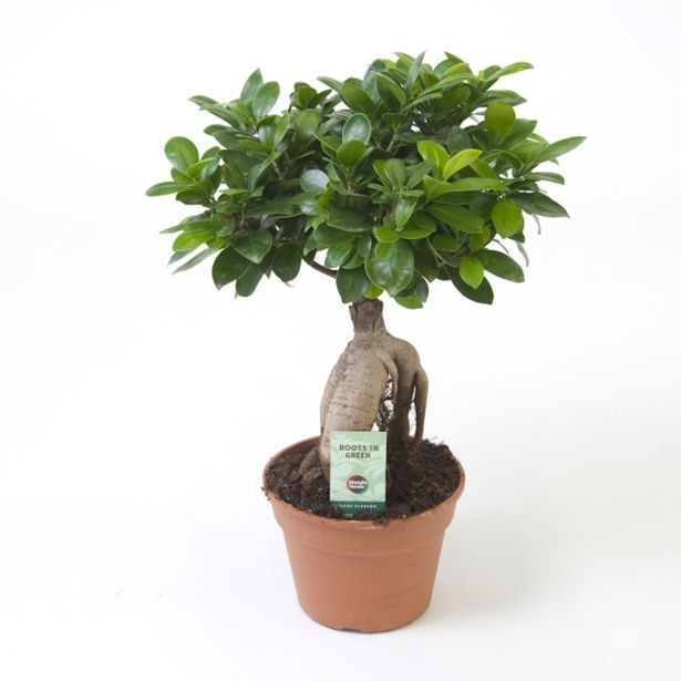 FIKUS GINSENG L17 CM