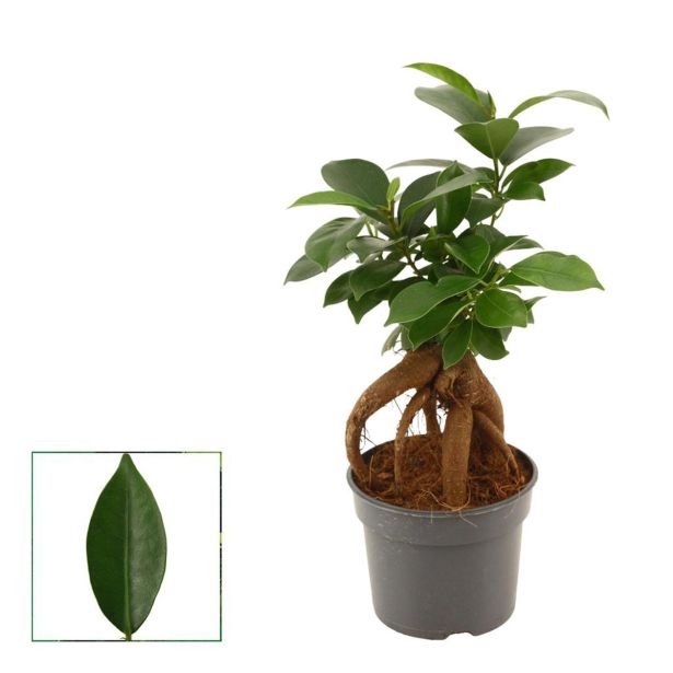 FIKUS GINSENG L9 CM