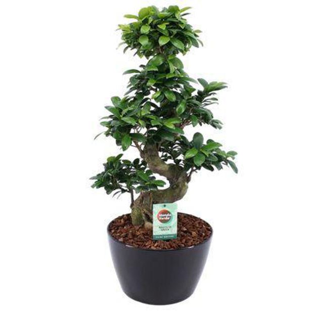 FIKUS GINSENG S OBLIKA V OKRASNI POSODI L28 CM