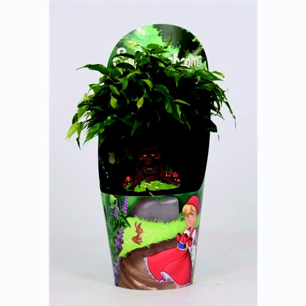 FIKUS GREEN KINKY L14