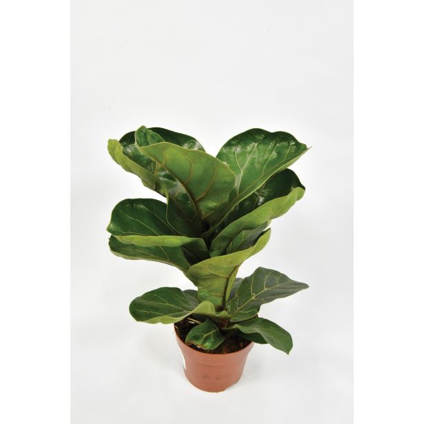 FIKUS LIRATA BAMBINO L12