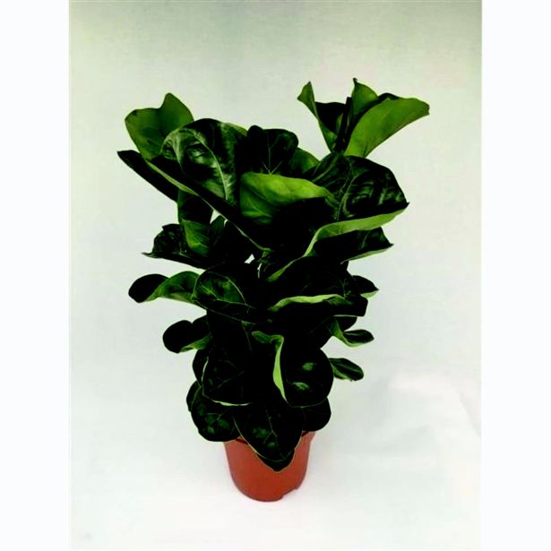 FIKUS LIRATA BAMBINO L21